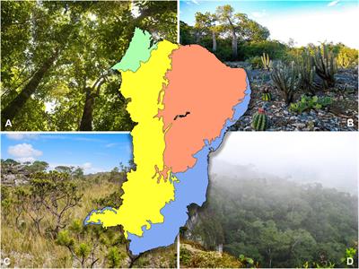 Defining Biologically Meaningful Biomes Through Floristic, Functional, and Phylogenetic Data